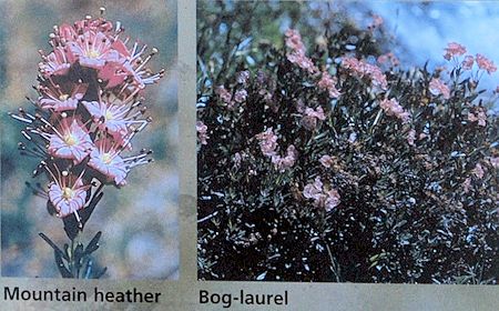 Bog-laurel and mountain heather Bog-laurel and mountain heather