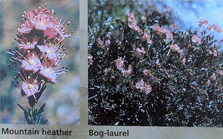 Bog-laurel and mountain heather
