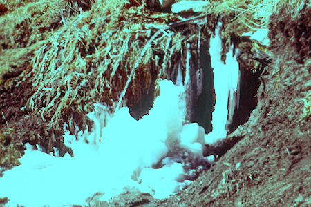 Icd at Wellman's Cienega on San Jacinto Peak trail - 1-1-61 Icd at Wellman's Cienega on San Jacinto Peak trail - 1-1-61