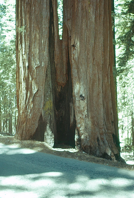 Base of Fire Scarred Twin (7) in Giant Forest - Sequoia National Park 15-17 Jul 1957 Base of Fire Scarred Twin (7) in Giant Forest - Sequoia National Park 15-17 Jul 1957