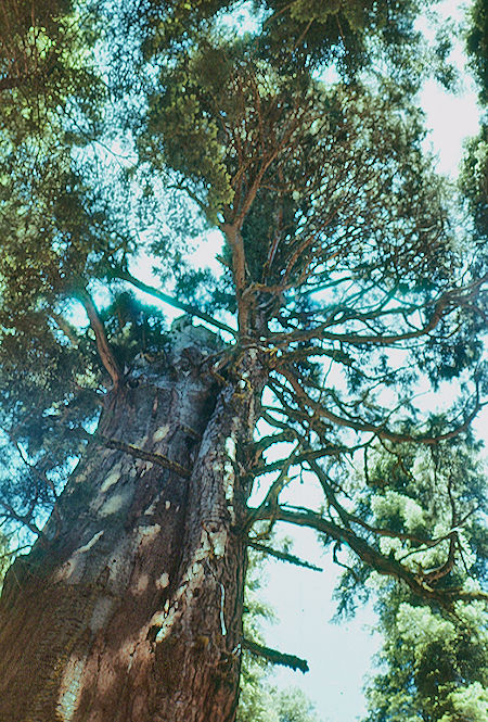 Topless tree showing how a limb takes over as top, Giant Forest - Sequoia National Park 15-17 Jul 1957 Topless tree showing how a limb takes over as top, Giant Forest - Sequoia National Park 15-17 Jul 1957