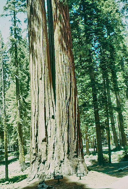Base of Triple Tree (13) in Giant Forest - Sequoia National Park 15-17 Jul 1957 Base of Triple Tree (13) in Giant Forest - Sequoia National Park 15-17 Jul 1957