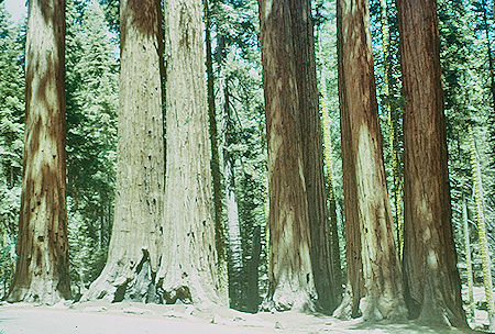 Parker Group (15) in Giant Forest - Sequoia National Park 15-17 Jul 1957 Parker Group (15) in Giant Forest - Sequoia National Park 15-17 Jul 1957