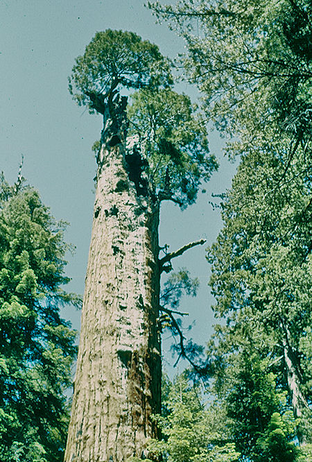 'Burnedout top' demonstrates 'will to live' in Giant Forest - Sequoia National Park 15-17 Jul 1957 'Burnedout top' demonstrates 'will to live' in Giant Forest - Sequoia National Park 15-17 Jul 1957