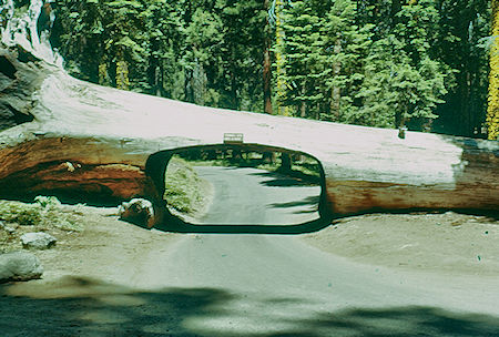 Tunnel Log (16) in Giant Forest - Sequoia National Park 15-17 Jul 1957 Tunnel Log (16) in Giant Forest - Sequoia National Park 15-17 Jul 1957