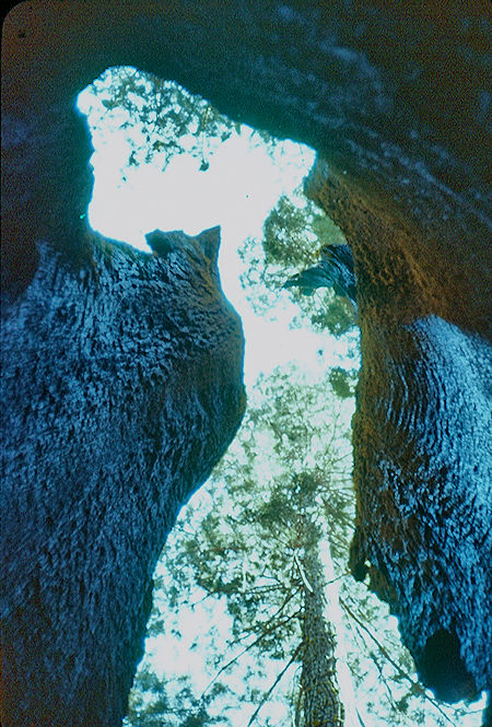 View through side of 'Black Chamber' (18) in Giant Forest - Sequoia National Park 15-17 Jul 1957 View through side of 'Black Chamber' (18) in Giant Forest - Sequoia National Park 15-17 Jul 1957