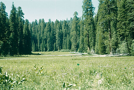 Crescent Meadow (20) - Sequoia National Park 15-17 Jul 1957 Crescent Meadow (20) - Sequoia National Park 15-17 Jul 1957