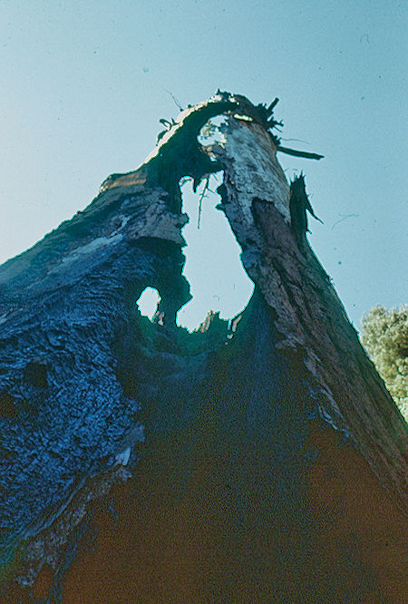 'Chimney Tree' in Giant Forest - Sequoia National Park 15-17 Jul 1957 'Chimney Tree' in Giant Forest - Sequoia National Park 15-17 Jul 1957