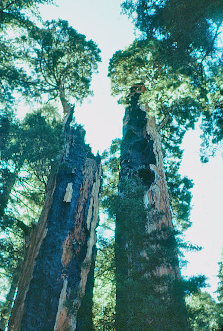 'Burnt Twins' (living) - Sequoia National Park 15-17 Jul 1957 'Burnt Twins' (living) - Sequoia National Park 15-17 Jul 1957