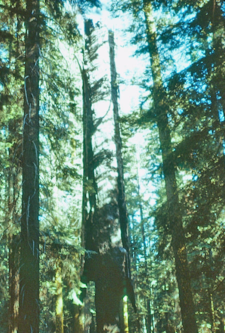 'Broken Arrow' - Sequoia National Park 15-17 Jul 1957 'Broken Arrow' - Sequoia National Park 15-17 Jul 1957