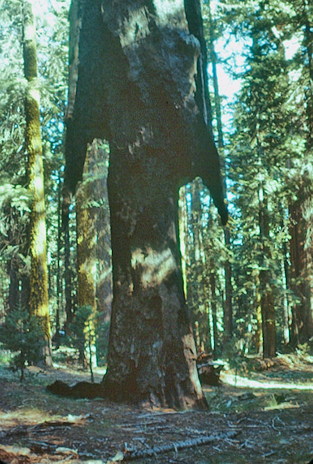 'Broken Arrow' base - Sequoia National Park 15-17 Jul 1957 'Broken Arrow' base - Sequoia National Park 15-17 Jul 1957