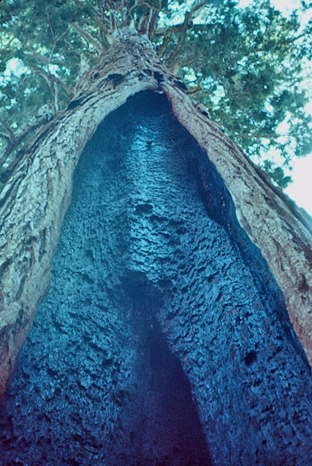 'Burned Chamber' (8) - Sequoia National Park 15-17 Jul 1957 'Burned Chamber' (8) - Sequoia National Park 15-17 Jul 1957