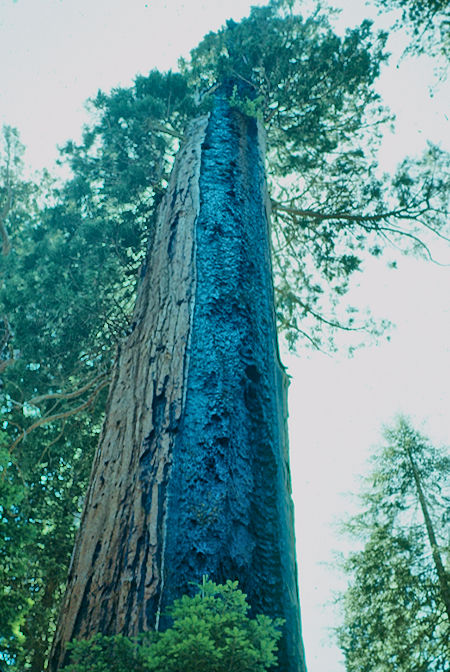 'Fire scarred giant' {9} - Sequoia National Park 15-17 Jul 1957 'Fire scarred giant' {9} - Sequoia National Park 15-17 Jul 1957