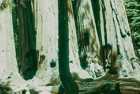Me in 'The House Group' (15) - Sequoia National Park 15-17 Jul 1957 Me in 'The House Group' (15) - Sequoia National Park 15-17 Jul 1957
