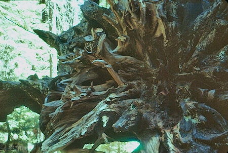 Closeup of roots of Fallen Sequoia (14) - Sequoia National Park 15-17 Jul 1957 Closeup of roots of Fallen Sequoia (14) - Sequoia National Park 15-17 Jul 1957