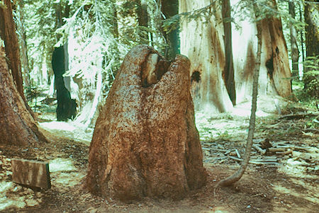 Overgrown stump (16) - Sequoia National Park 15-17 Jul 1957 Overgrown stump (16) - Sequoia National Park 15-17 Jul 1957