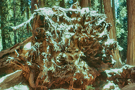 'Fallen Tree' (17) root system of tree that fell on my 21st birthday Aug 22, 1953 - Sequoia National Park 15-17 Jul 1957 'Fallen Tree' (17) root system of tree that fell on my 21st birthday Aug 22, 1953 - Sequoia National Park 15-17 Jul 1957