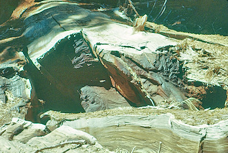 August 22, 1953 fallen tree showing wood cambium layer and bark - Sequoia National Park 15-17 Jul 1957 August 22, 1953 fallen tree showing wood cambium layer and bark - Sequoia National Park 15-17 Jul 1957