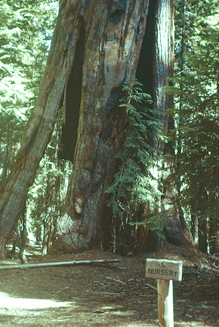 'Nursery Tree' - Sequoia National Park 15-17 Jul 1957 'Nursery Tree' - Sequoia National Park 15-17 Jul 1957