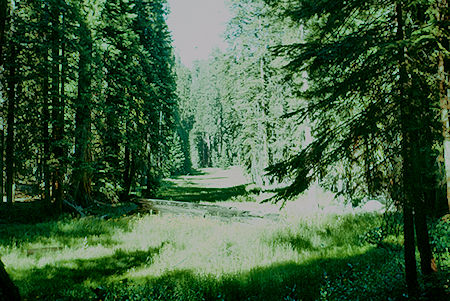 Meadow near Congress Grove - Sequoia National Park 15-17 Jul 1957 Meadow near Congress Grove - Sequoia National Park 15-17 Jul 1957