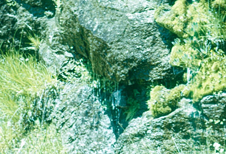Water dripping along High Sierra Trail<br>Sequoia National Park 19 Jul 1957 Water dripping along High Sierra Trail - Sequoia National Park 19 Jul 1957
