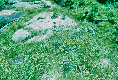 Flowers and water along High Sierra Trail - Sequoia National Park 19 Jul 1957 Flowers and water along High Sierra Trail - Sequoia National Park 19 Jul 1957