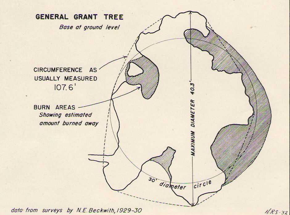 Cross section of the base of General Grant Tree - Kings Canyon National Park 15-17 Jul 1957 Cross section of the base of General Grant Tree - Kings Canyon National Park 15-17 Jul 1957