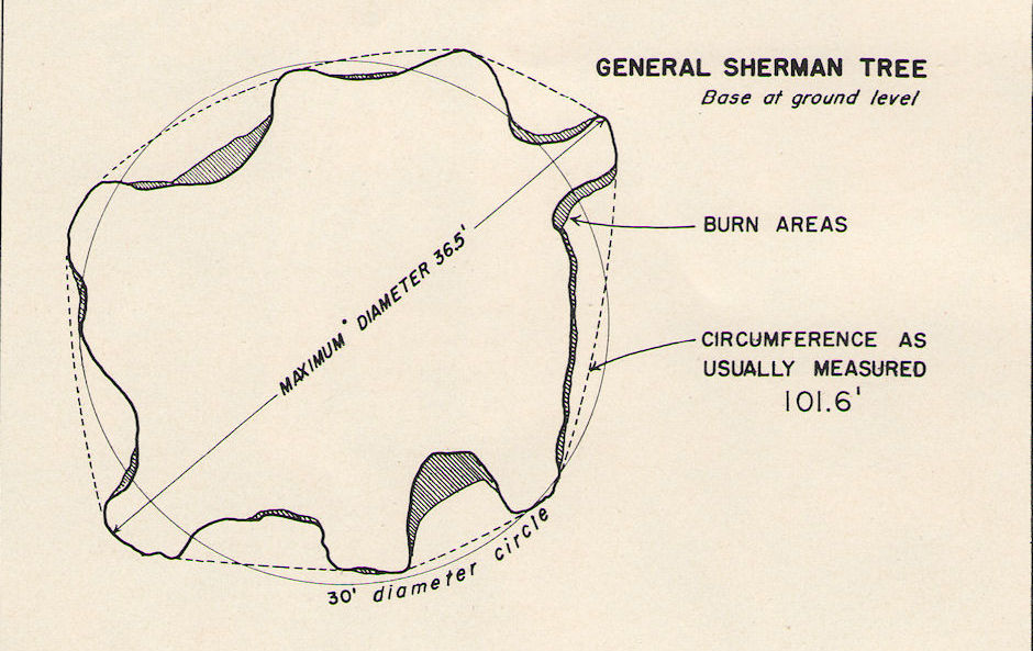 Cross sections of the base of the General Sherman Tree - Sequoia/Kings Canyon National Parks 15-17 Jul 1957 Cross sections of the base of the General Sherman Tree - Sequoia/Kings Canyon National Parks 15-17 Jul 1957