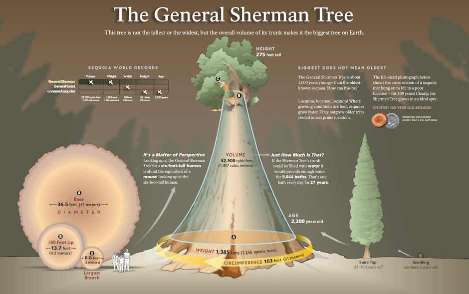 Informaton about General Sherman Tree Informaton about General Sherman Tree