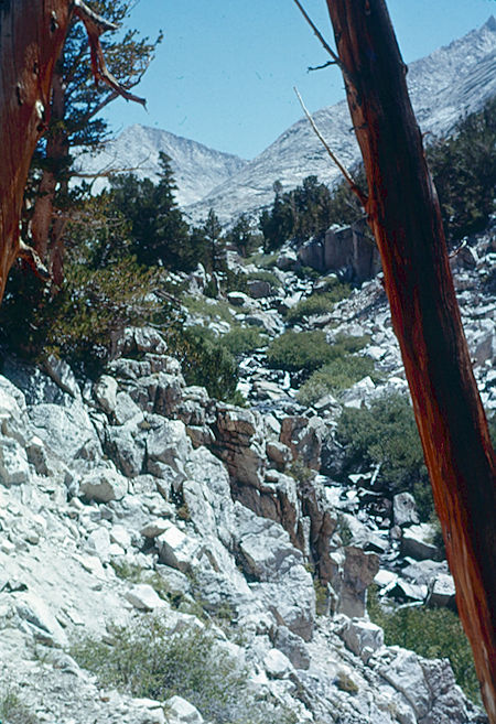 View up Hilgard Branch - John Muir Wilderness Aug 1959 View up Hilgard Branch - John Muir Wilderness Aug 1959
