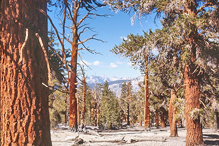 Kaweah Range from trail - Sequoia National Park 27 Aug 1971 Kaweah Range from trail - Sequoia National Park 27 Aug 1971