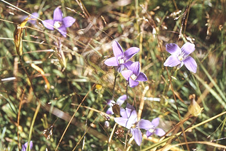 Flowers along Rock Creek - Sequoia National Park 29 Aug 1971 Flowers along Rock Creek - Sequoia National Park 29 Aug 1971