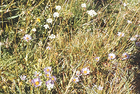 Flowers along Rock Creek - Sequoia National Park 29 Aug 1971 Flowers along Rock Creek - Sequoia National Park 29 Aug 1971