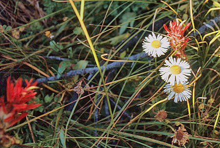 Flowers along Rock Creek - Sequoia National Park 29 Aug 1971 Flowers along Rock Creek - Sequoia National Park 29 Aug 1971