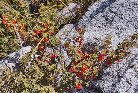 Berrys along Rock Creek - Sequoia National Park 29 Aug 1971 Berrys along Rock Creek - Sequoia National Park 29 Aug 1971