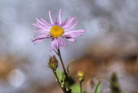 Flower on Rock Creek - Sequoia National Park 29 Aug 1971 Flower on Rock Creek - Sequoia National Park 29 Aug 1971