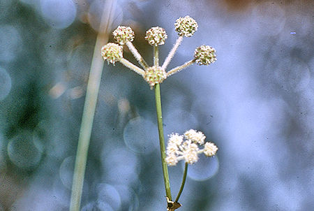Flower on Rock Creek - Sequoia National Park 29 Aug 1971 Flower on Rock Creek - Sequoia National Park 29 Aug 1971