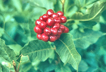 Berries on Rock Creek - Sequoia National Park 29 Aug 1971 Berries on Rock Creek - Sequoia National Park 29 Aug 1971