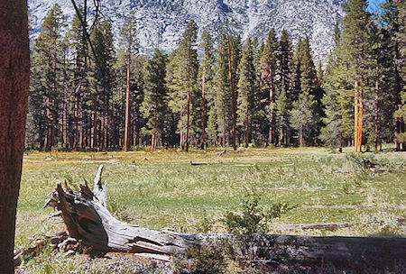 Junction Meadow - Sequoia National Park 31 Aug 1971 Junction Meadow - Sequoia National Park 31 Aug 1971