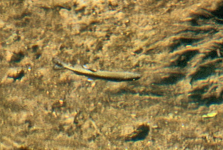 Trout in Kern-Kaweah River - Sequoia National Park 01 Sep 1971 Trout in Kern-Kaweah River - Sequoia National Park 01 Sep 1971