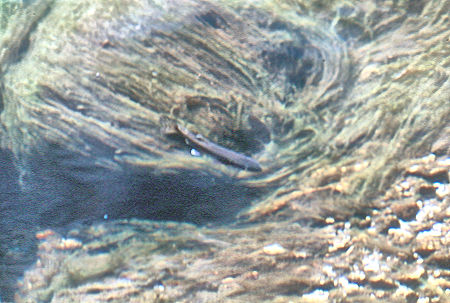 Trout in Kern-Kaweah River - Sequoia National Park 01 Sep 1971 Trout in Kern-Kaweah River - Sequoia National Park 01 Sep 1971