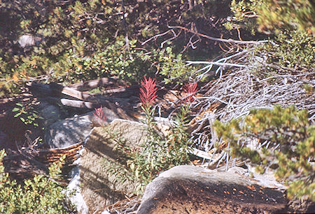 Kern-Kaweah River vegitation - Sequoia National Park 01 Sep 1971 Kern-Kaweah River vegitation - Sequoia National Park 01 Sep 1971
