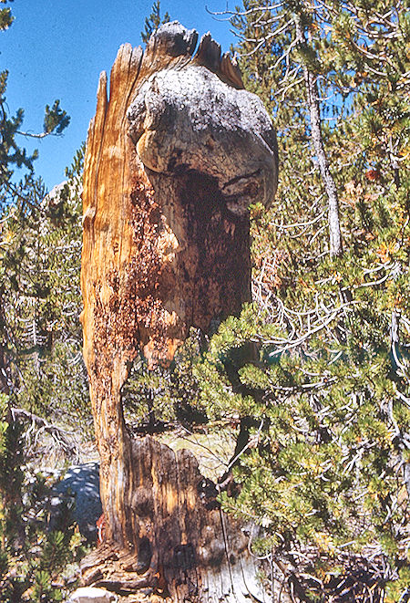 Interesting tree stump in Kern-Kaweah canyon near Gallats Lake - Sequoia National Park 01 Sep 1971 Interesting tree stump in Kern-Kaweah canyon near Gallats Lake - Sequoia National Park 01 Sep 1971