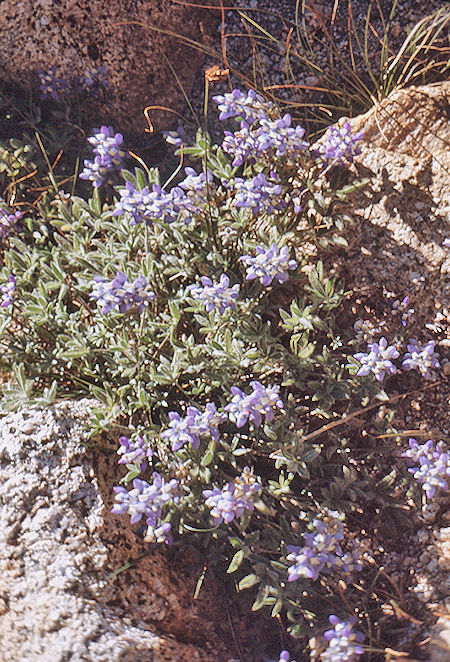 Flowers at Colby Pass - Sequoia National Park 03 Sep 1971 Flowers at Colby Pass - Sequoia National Park 03 Sep 1971