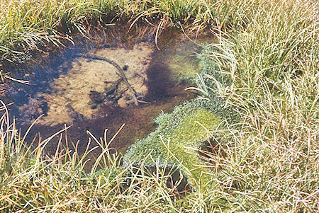 Mossy pond near Avalanche Pass - Kings Canyon National Park 04 Sep 1971 Mossy pond near Avalanche Pass - Kings Canyon National Park 04 Sep 1971