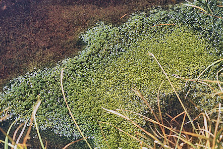 Mossy pond near Avalanche Pass - Kings Canyon National Park 04 Sep 1971 Mossy pond near Avalanche Pass - Kings Canyon National Park 04 Sep 1971