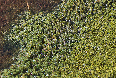 Mossy pond near Avalanche Pass - Kings Canyon National Park 04 Sep 1971 Mossy pond near Avalanche Pass - Kings Canyon National Park 04 Sep 1971