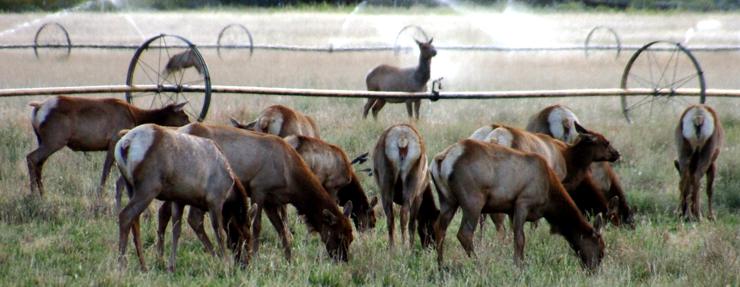 Big Pine Tule Elk - September 29, 2006