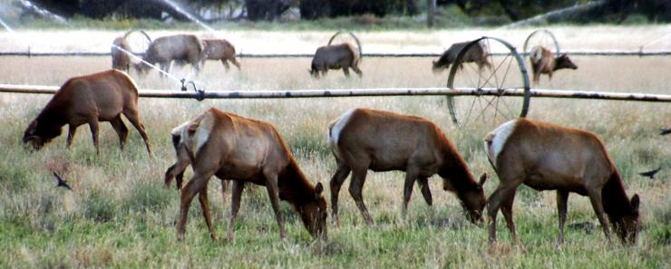 Big Pine Tule Elk - September 29, 2006