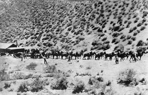 Mule team hauling machinery to the tungsten mine on Pine Creek 1918